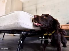 South Korean sniffer dog searches for post-Olympic bedbugs